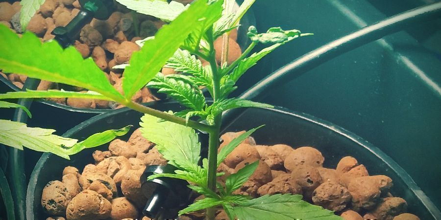 Postavte si vlastn&iacute; DWC syst&eacute;m: n&aacute;doba