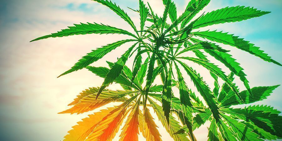 PROČ SE VŮBEC ZAB&Yacute;VAT PHENO HUNTINGEM?