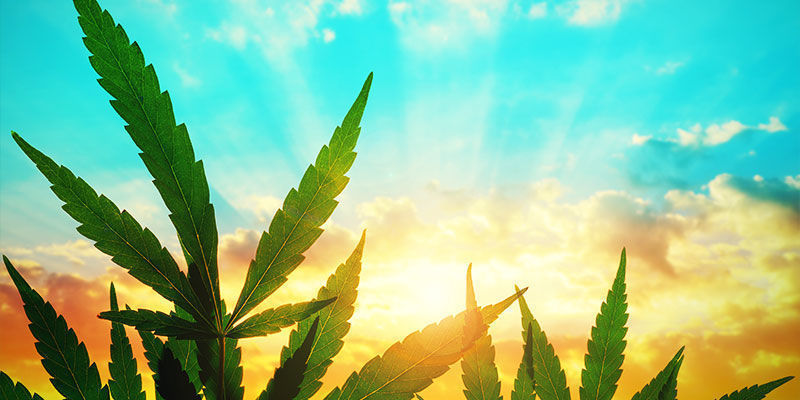 ROZLOŽEN&Iacute; CUKRŮ V KONOP&Iacute;