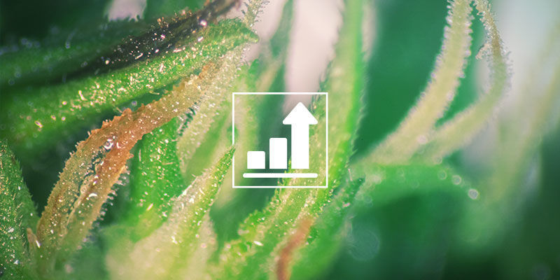 CUKRY PŘ&Iacute;MO OVLIVŇUJ&Iacute; RŮST KONOP&Iacute; A TVORBU KVĚTŮ