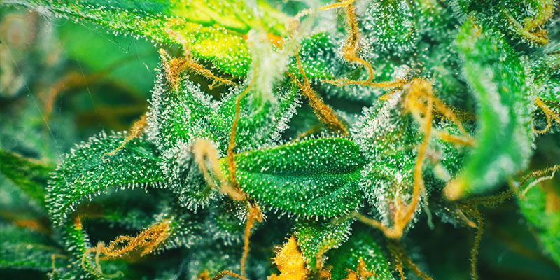 CO JE CUKR (VE VZTAHU KE KONOP&Iacute;)?