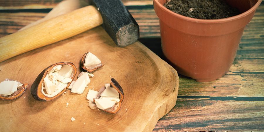 &Uacute;činky a způsoby už&iacute;v&aacute;n&iacute; africk&yacute;ch snov&yacute;ch semen