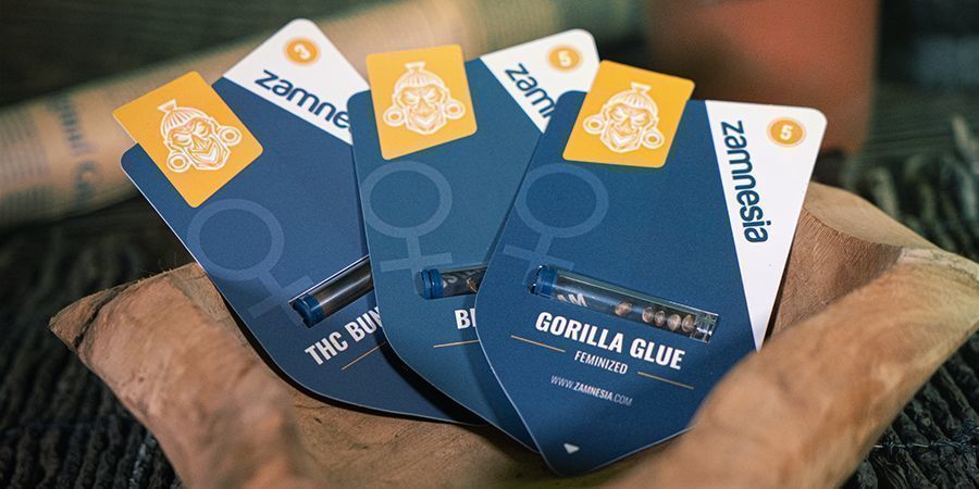 Indika, Sativa a hybridn&iacute; semena zdarma Zamnesia