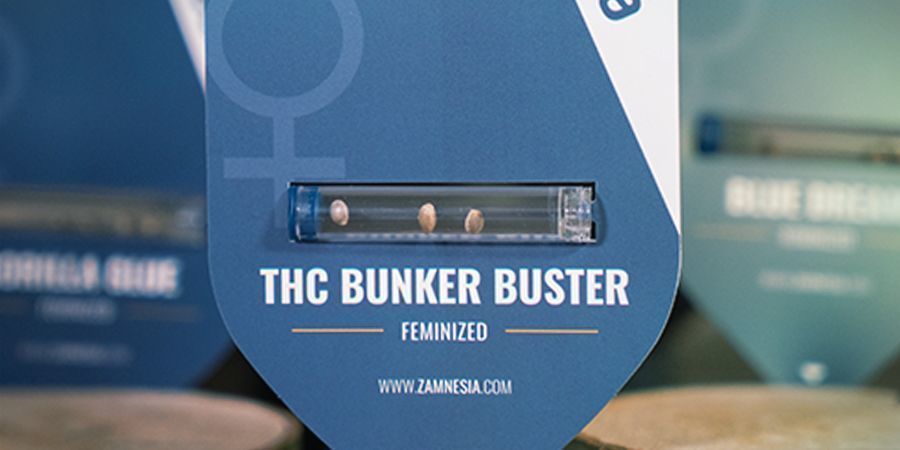 Nov&eacute; akce na semena konop&iacute; každ&yacute; měs&iacute;c Zamnesia