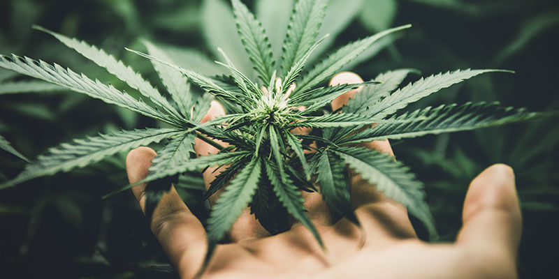 Jak pěstovat konop&iacute; doma