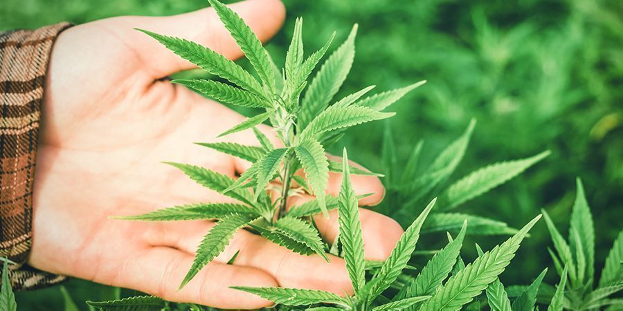 Co je na konop&iacute; tak v&yacute;jimečn&eacute;ho?