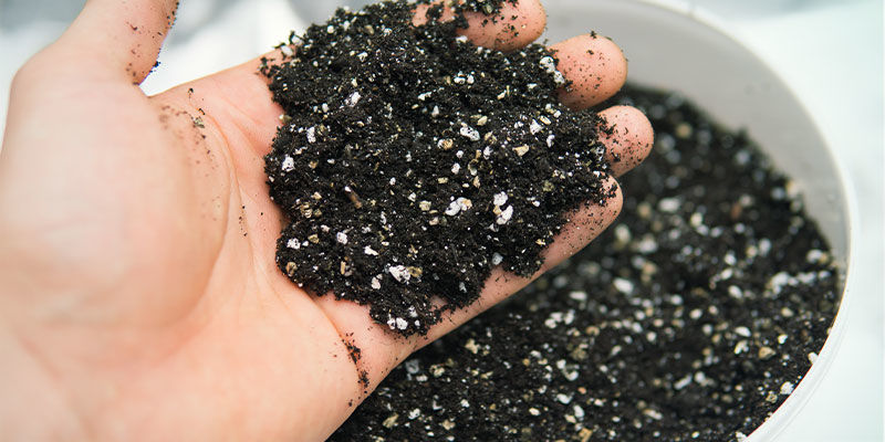 Tipy, jak udržet pěst&iacute;rnu konop&iacute; v čistotě