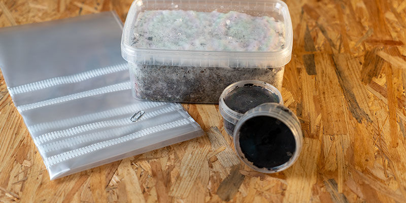 Obsah Pěstebn&iacute; sady Copelandia Hawaiian