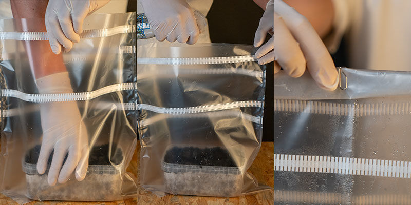 Nastaven&iacute; Pěstebn&iacute; sady Copelandia Hawaiian