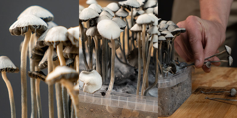 Sklizeň Pěstebn&iacute; sady Copelandia Hawaiian