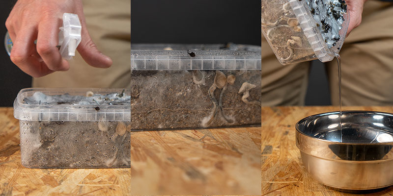 Druh&aacute; vlna Pěstebn&iacute; sady Copelandia Hawaiian