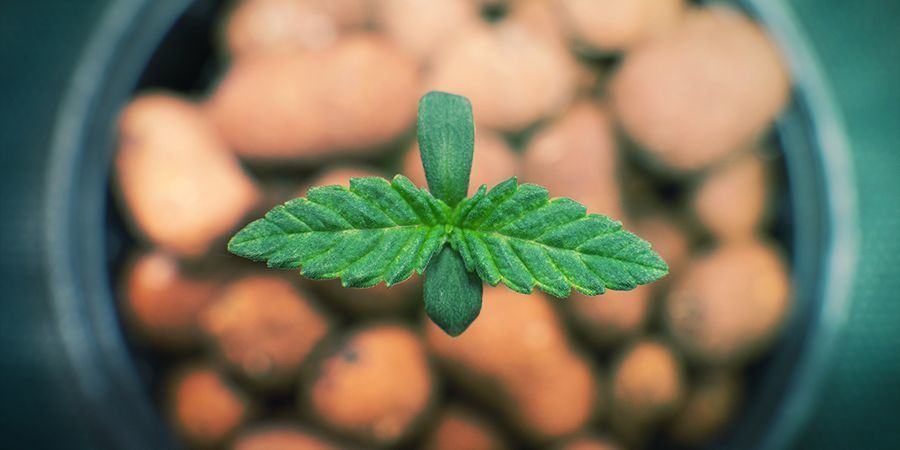 Jak vytvořit hydroponickou sestavu