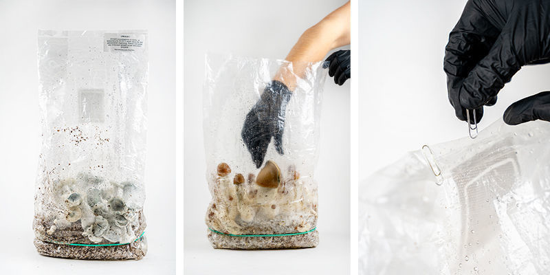 Sklizeň va&scaron;eho Zamnesia Ready-2-Grow Bag