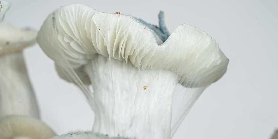 Header Zamnesia Grow Bag