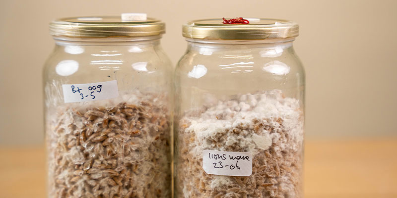 V&yacute;hody použ&iacute;v&aacute;n&iacute; tekut&eacute; kultury