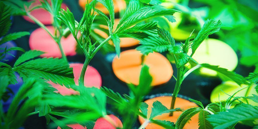 KVĚTIN&Aacute;ČE Z RA&Scaron;ELINOV&Eacute;HO PR&Aacute;&Scaron;KU VS. ROCKWOOL