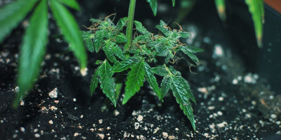 NEKONVENČN&Iacute; KLONOV&Aacute;N&Iacute; &ndash; MONSTER CROPPING