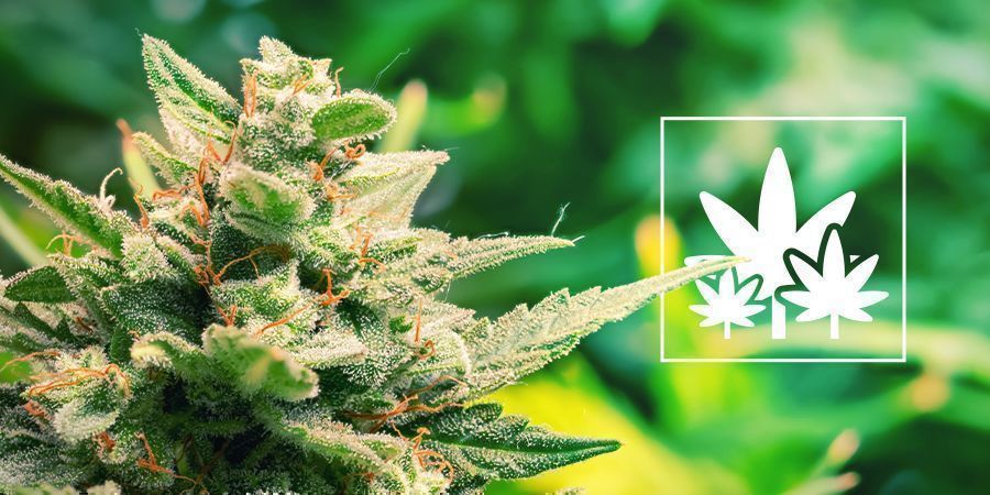 Pěstov&aacute;n&iacute; maxim&aacute;ln&iacute; &uacute;rody z matečn&iacute;ch rostlin