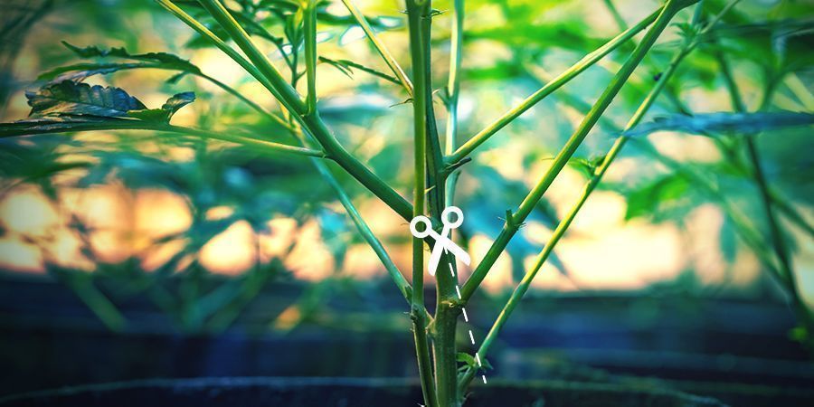 Odř&iacute;znut&iacute; spodn&iacute;ch větv&iacute;