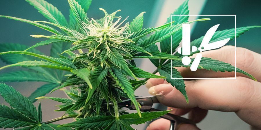 Techniky zastřihov&aacute;n&iacute; konop&iacute; a tipy