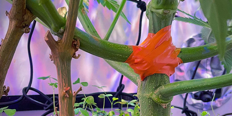 LST: Oprava zlomen&yacute;ch větv&iacute;