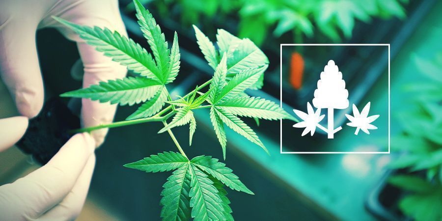 Co je monster cropping &ndash; jednoduch&yacute; průvodce