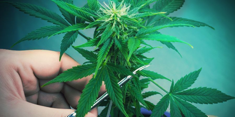 Kdy prořez&aacute;vat?