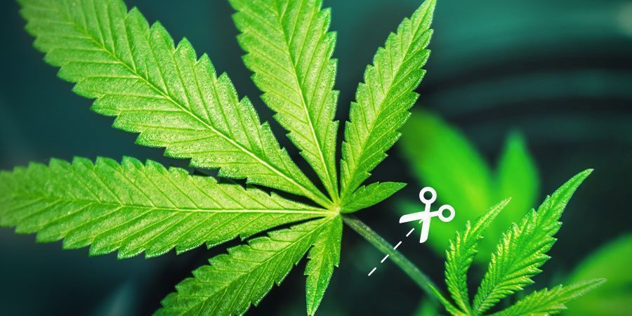 JAK PROV&Aacute;DĚT PROŘEZ&Aacute;V&Aacute;N&Iacute;?