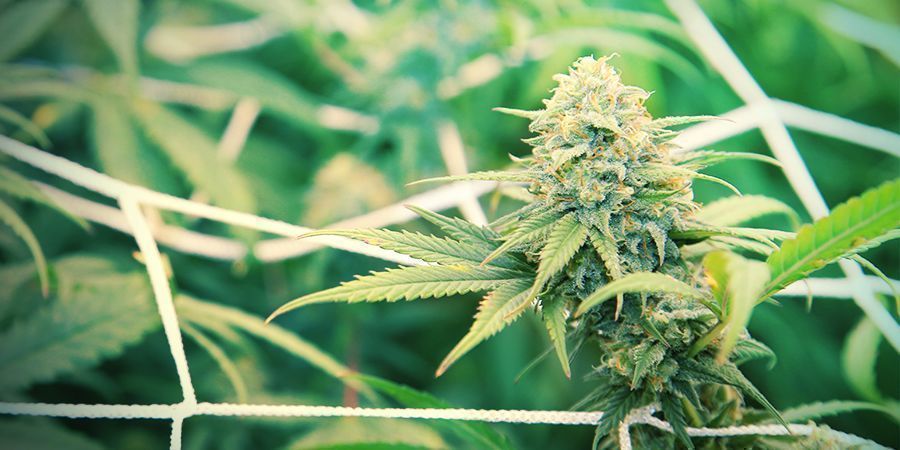 BENEFITY ZASTŘIH&Aacute;V&Aacute;N&Iacute;