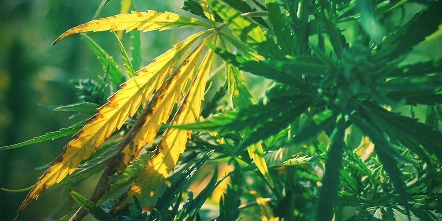 ODUMŘEL&Eacute; NEBO NEMOCN&Eacute; LISTY