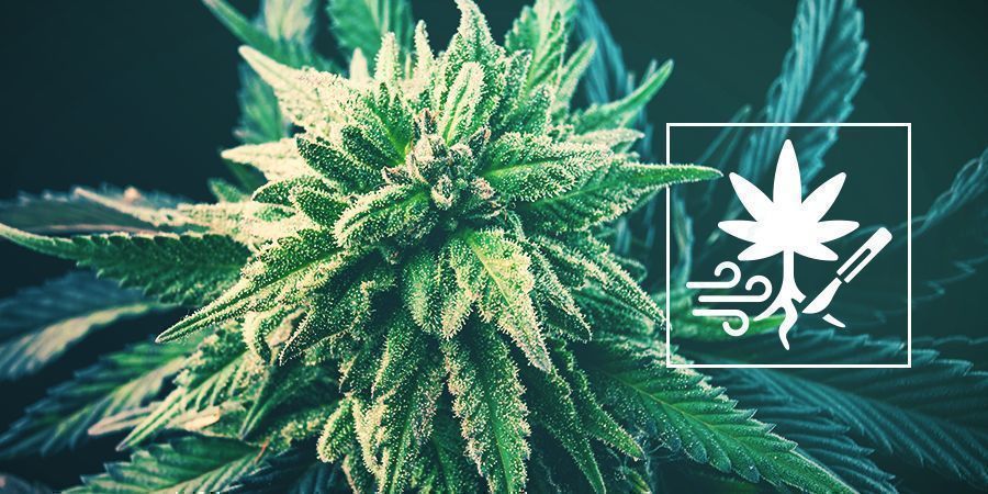 Jak zv&yacute;&scaron;it v&yacute;nosy konop&iacute; prořez&aacute;v&aacute;n&iacute;m kořenů