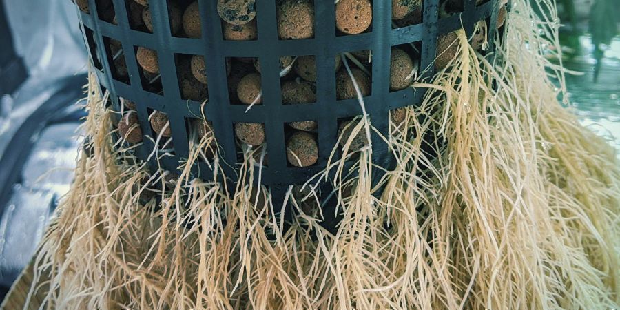 Jak prořez&aacute;vat kořeny v hydroponick&yacute;ch syst&eacute;mech