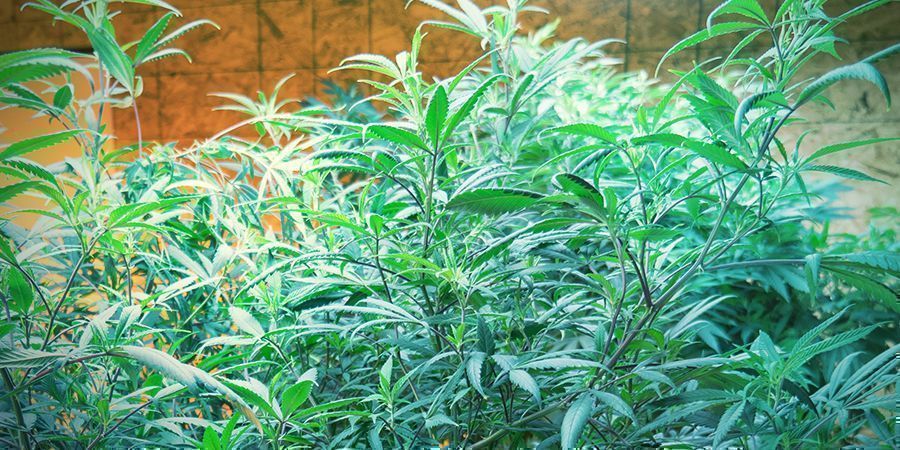 Proč je prořez&aacute;v&aacute;n&iacute; kořenů z&aacute;sadn&iacute; u matečn&iacute;ch rostlin