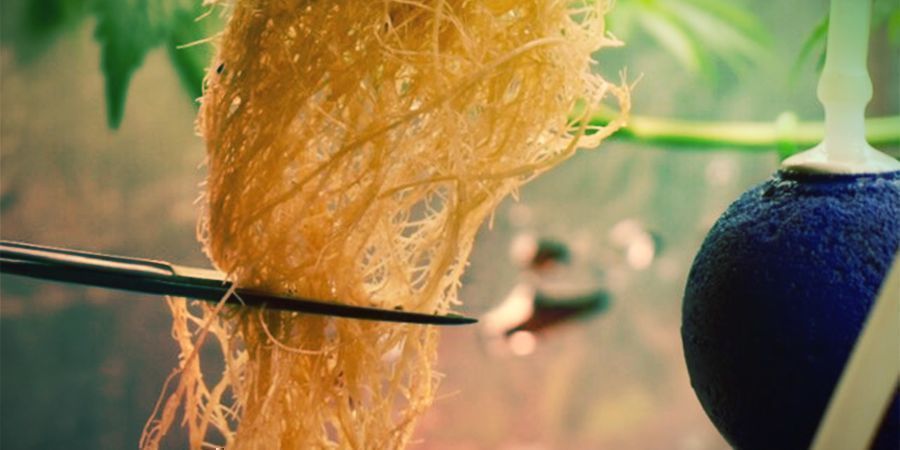 Co je prořez&aacute;v&aacute;n&iacute; kořenů konop&iacute;?