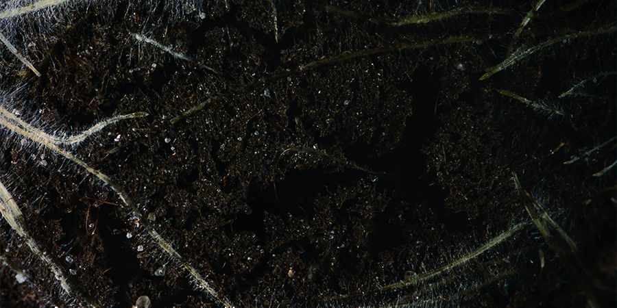 Co dělat s prořezan&yacute;mi kořeny konop&iacute;?