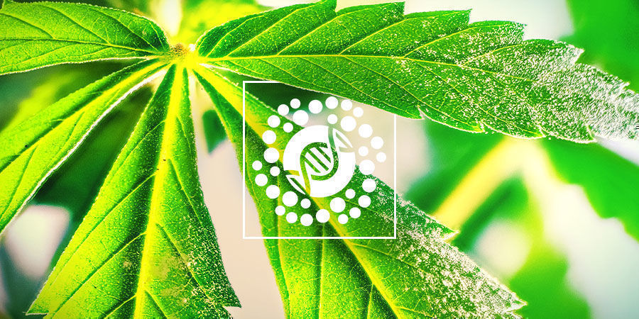 V&scaron;e o pylu a &scaron;lechtěn&iacute; konop&iacute;