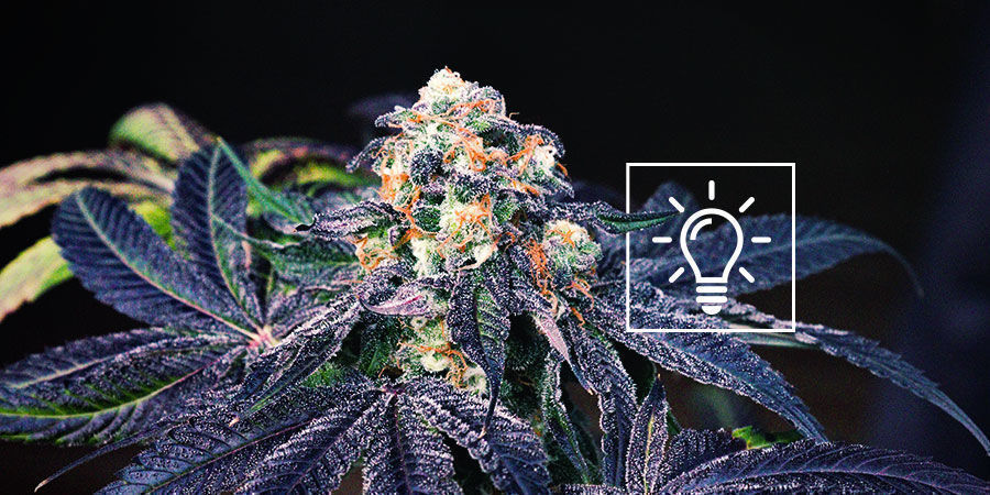 Co zv&aacute;žit při &scaron;lechtěn&iacute; konop&iacute;