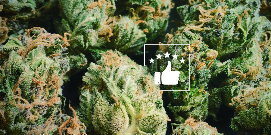 Jak&eacute; vlastnosti stoj&iacute; za to &scaron;lechtit?