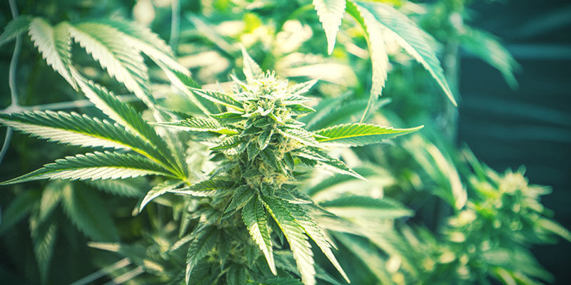 Cannabis Sativa a Cannabis Indica