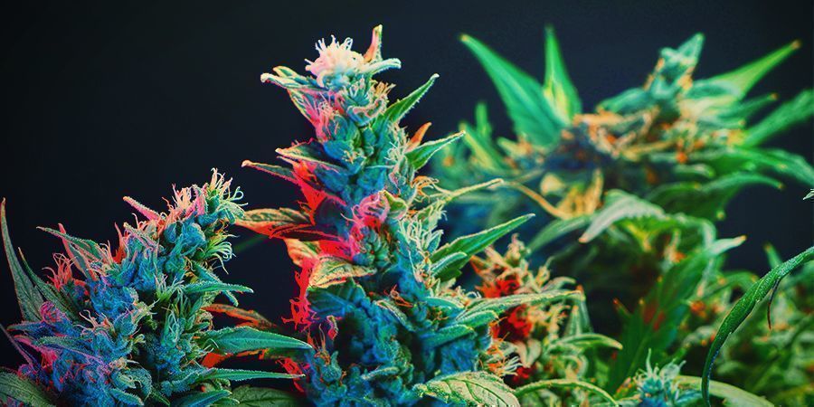 Rozd&iacute;l mezi fotoperiodick&yacute;mi a samonakv&eacute;tac&iacute;mi odrůdami z hlediska fotosynt&eacute;zy