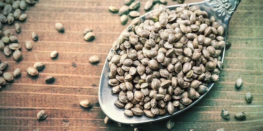 &Uacute;vod do feminizovan&yacute;ch semen konop&iacute;