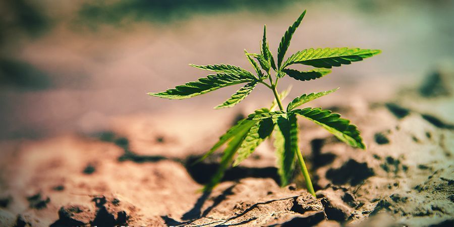 Přel&eacute;v&aacute;n&iacute;/podl&eacute;v&aacute;n&iacute;