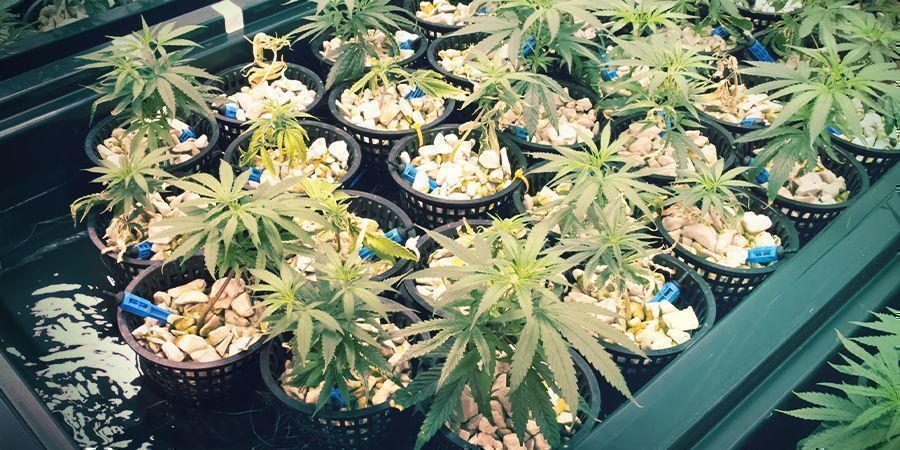 Co je aeroponie a aero-hydroponie?