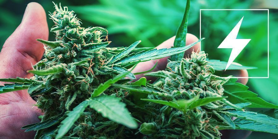 Elektřina a pěstov&aacute;n&iacute; konop&iacute;