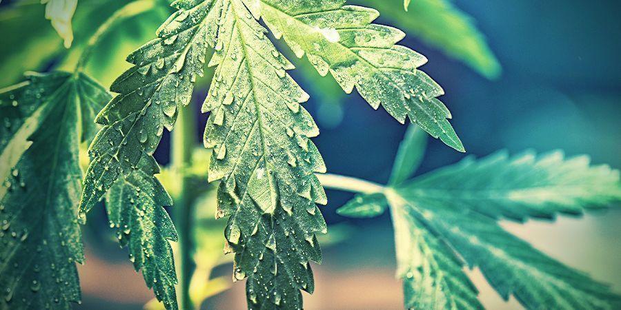 Optim&aacute;ln&iacute; vlhkost podle růstov&eacute; f&aacute;ze