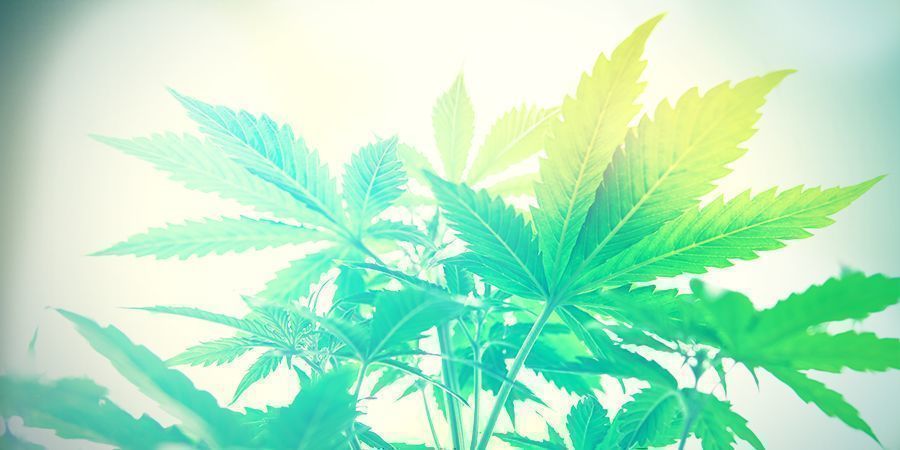 Kompaktn&iacute; z&aacute;řivky (CFL)