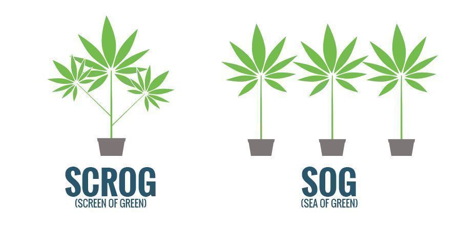 STYL PĚSTOV&Aacute;N&Iacute;