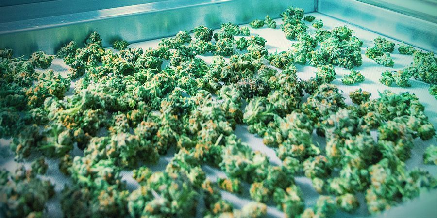 Požadovan&aacute; sklizeň a způsoby, jak zv&yacute;&scaron;it v&yacute;nos