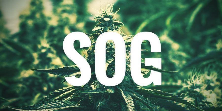 SOG &mdash; SEA OF GREEN