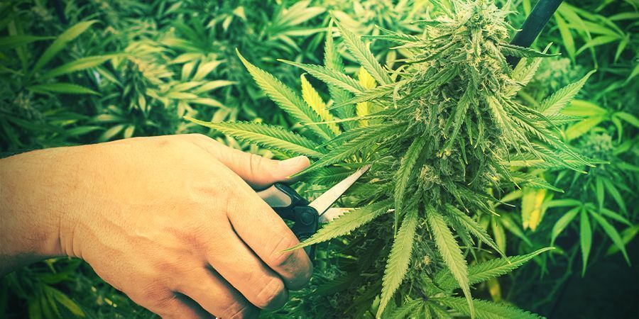 Prořez&aacute;v&aacute;n&iacute; konop&iacute;